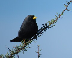 Rhopospina carbonaria