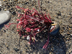 Ahnfeltiopsis linearis