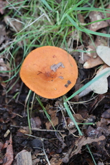 Lactarius aurantiacus