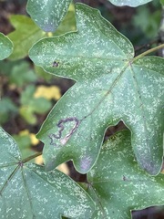 Stigmella aceris