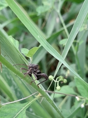 Camptischium