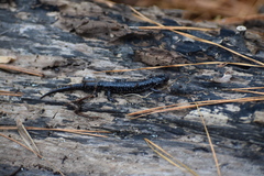 Plethodon chlorobryonis