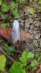 Polyphagozerra coffeae