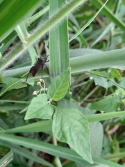 Camptischium