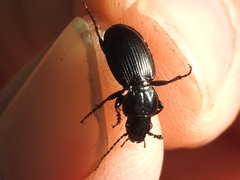 Cyclotrachelus