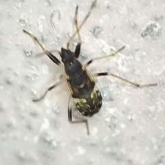 Beosus maritimus