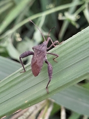 Camptischium