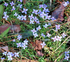 Houstonia pusilla