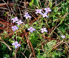 Houstonia pusilla