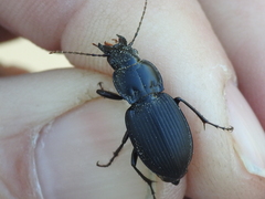 Cyclotrachelus