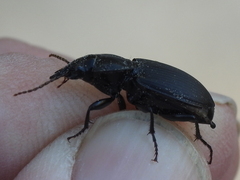 Cyclotrachelus