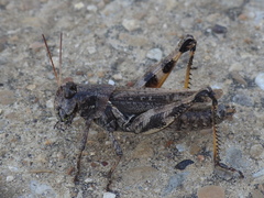 Melanoplus ponderosus