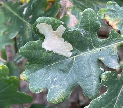 Tischeria ekebladella