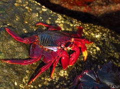 Grapsus adscensionis