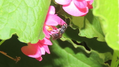 Augochlora nigrocyanea