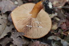 Lactarius aurantiacus