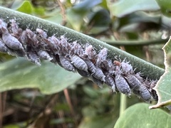 Neoprociphilus aceris