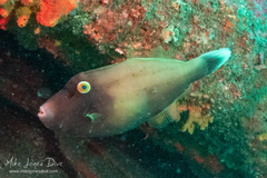 Eubalichthys bucephalus