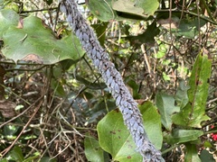 Neoprociphilus aceris