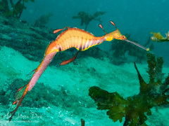 Phyllopteryx taeniolatus