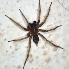 Lycosoides coarctata