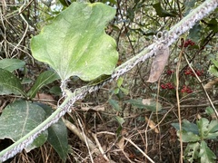 Neoprociphilus aceris