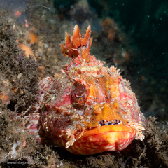 Scorpaena jacksoniensis