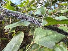 Neoprociphilus aceris