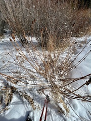 Ratibida columnifera