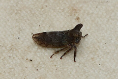 Microcentrus perditus