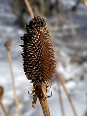 Ratibida columnifera