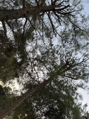Pinus sabiniana