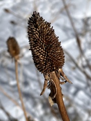 Ratibida columnifera