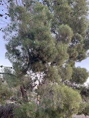 Pinus sabiniana