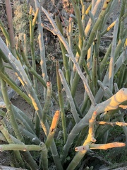 Euphorbia lomelii