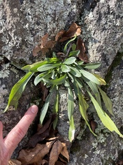 Solidago simplex