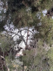 Pinus sabiniana