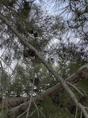 Pinus sabiniana