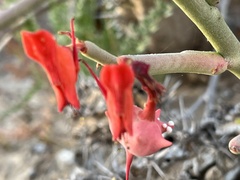 Euphorbia lomelii