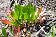 Protea acaulos