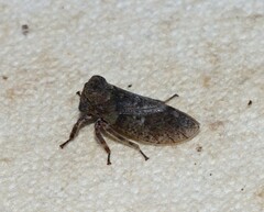 Microcentrus perditus