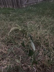 Amaranthus palmeri