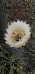 Trichocereus chiloensis litoralis