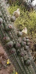 Trichocereus chiloensis litoralis