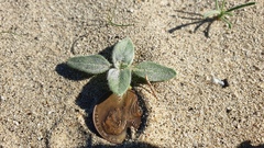 Helianthus petiolaris canescens