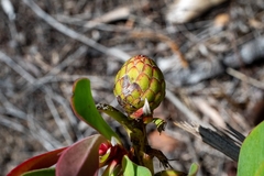 Protea acaulos