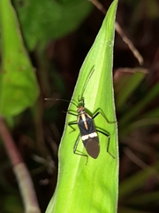 Hypselonotus interruptus