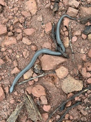 Cryptophis nigrescens