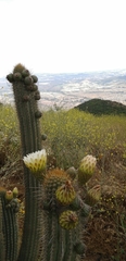 Trichocereus chiloensis litoralis