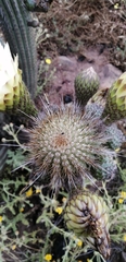 Trichocereus chiloensis litoralis